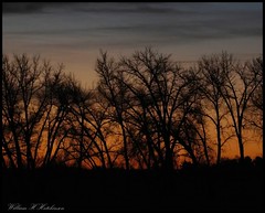 December 5, 2022 - Silhouetted trees before sunrise. (Bill Hutchinson)