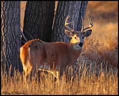 December 5, 2022 - White-tailed deer buck at sunrise. (Bill Hutchinson)