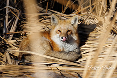 December 5, 2022 - Red fox licks its chops. (Tony's Takes)