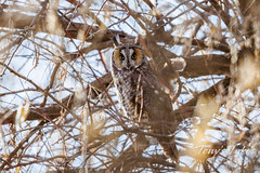 December 10, 2022 - Beautiful long eared owl in the thick of it. (Tony's Takes)