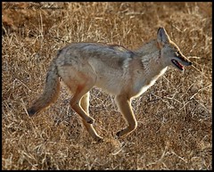 December 5, 2022 - Coyote on the move. (Bill Hutchinson)