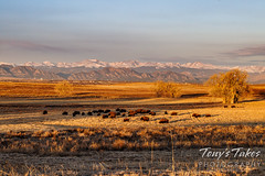 December 11, 2022 - Bison graze beneath the Rockies. (Tony's Takes)