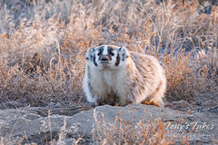 December 3, 2022 - American badger checks out the scene. (Tony's Takes)