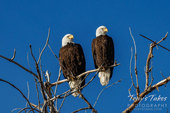 December 4, 2022 - Beautiful bald eagle pair. (Tony's Takes)