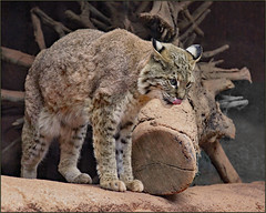Observation by the bobcat