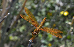 Mexican Amberwing, Perithemis intensa