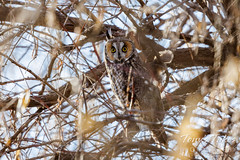 Long-eared owl in the thick of things