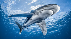 Oceanic whitetip shark - Requin océanique (Carcharhinus longimanus)