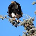 American Bald Eagle underside