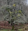 Echagen (lava)-Melojo (Quercus pyrenaica, Plantas Magnolipsidas Fagales Fagceas)-1-Ejemplar con murdago