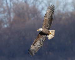 Bald Eagle on a cold morning