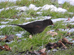 First winter Male Blackbird from Scandinavia in Rossendale, Lancashire