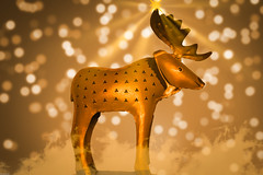 Goldener Elch / Golden Elk