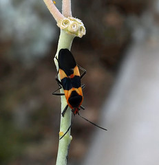 Large Milkweed Bug, Oncopeltus fasciatus