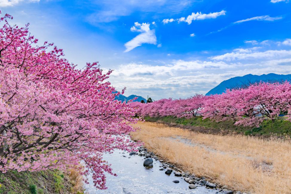 伊豆賞櫻一日遊，前往著名的河津櫻大道與櫻花之里，欣賞季節限定的粉紅色大道，還能到伊豆水果公園，體驗採摘當季水果的樂趣，每人售價2,675元起_2
