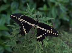 Western Giant Swallowtail, Papilio rumiko