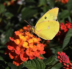 Southern Dogface, Colias cesonia