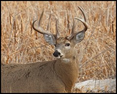 December 14, 2022 - Handsome white-tailed deer buck. (Bill Hutchinson)