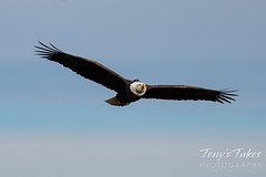 December 18, 2022 - Beautiful bald eagle approaching. (Tony's Takes)