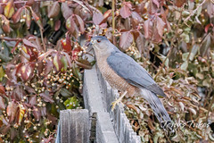 December 12, 2022 - A Cooper's hawk in Thornton. (Tony's Takes)