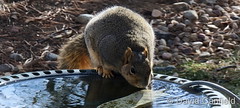 December 16, 2022 - Thirsty squirrel in Broomfield. (David Canfield)