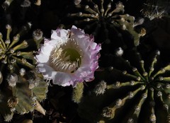 Easter Lily Cactus, Echinopsis oxygona