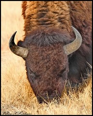 December 14, 2022 - Big bison grazing. (Bill Hutchinson)
