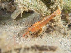 Night Shrimps - Processidae sp.