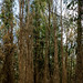 Sigiria-Karura Forest