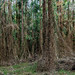 Sigiria-Karura Forest