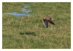 Speeding Kestrel - (Falco tinnunculus) double click for a close up