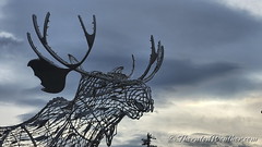 December 20, 2022 - The moose awaits the storm. (ThorntonWeather.com)