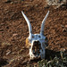 Springbok skull, Tiger Canyon