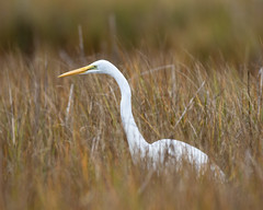 Great Egret