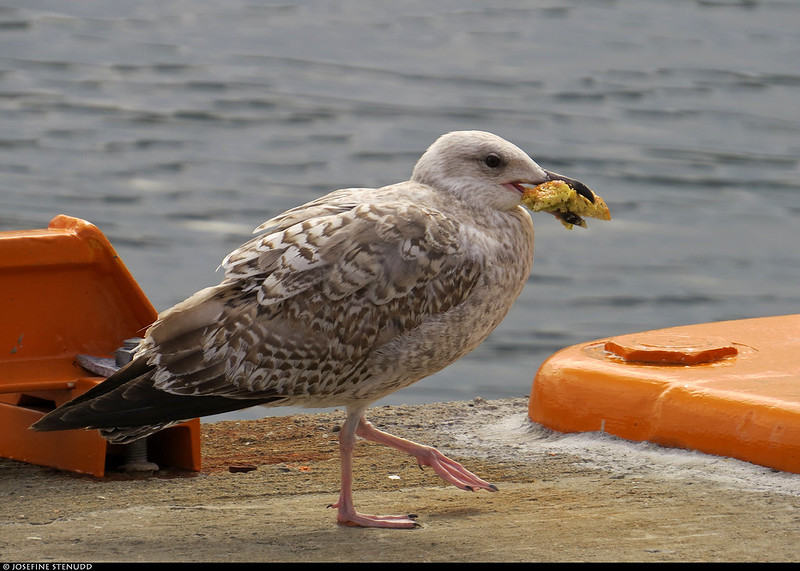 20220522_03 Young gull with food in Oslo, Norway<br/>© <a href="https://flickr.com/people/72616463@N00" target="_blank" rel="nofollow">72616463@N00</a> (<a href="https://flickr.com/photo.gne?id=52582983112" target="_blank" rel="nofollow">Flickr</a>)