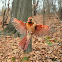 Female Cardinal at Tupelo meadow , Central park