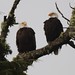 Bald eagles at Mackenzie Beach Tofino