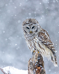 Chouette rayée - Barred Owl