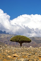 Dragon blood tree, in Socotra