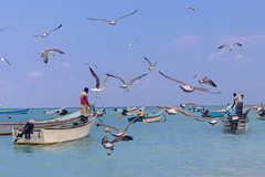 Fishermen in Qalansiyah, Yemen