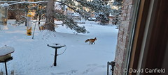 December 23, 2022 - Fox on patrol in the snow. (David Canfield)