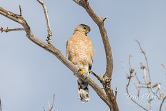 December 24, 2022 - Cool Cooper's hawk in Thornton. (Tony's Takes)