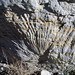 cf. Sabal (fossil palm frond) (Laramie Formation, Upper Cretaceous; Parfet Prehistoric Preserve, Golden, Colorado, USA) 2