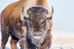 December 23, 2022 - Frosty bison. (Tony's Takes)
