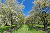 Blooming orchards