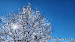 December 29, 2022 - Blue skies and white trees. (ThorntonWeather.com)