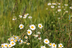 Scentless (false) mayweed / chamomile and some grasses
