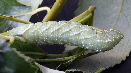 Smerinthus sp. (larva)
