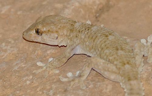 Wolfgang’s Wall Gecko (Tarentola fascicularis) (Found by Jean NICOLAS)