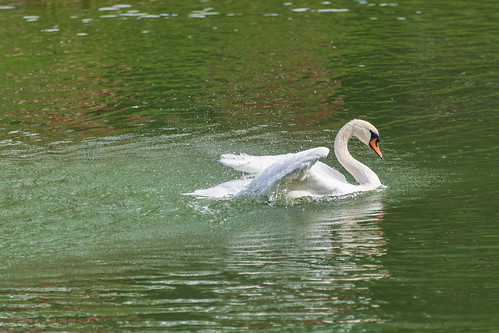 Mute Swan Taking A Bath